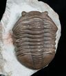 Beautifully Inflated Asaphus Lepidurus Trilobite #4175-5